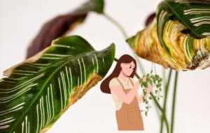 Salva tus plantas con estas aplicaciones