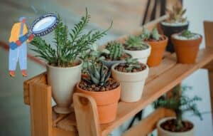 Las plantas a tu alrededor